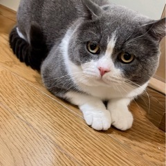 ブリティッシュショートヘア