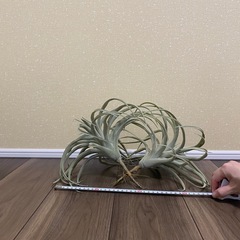 【週末値下】フェイクグリーン　チランジア　2本の画像