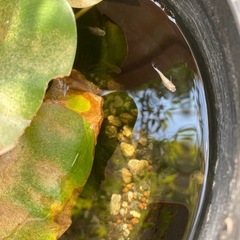 メダカの稚魚　2匹の画像
