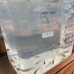 メダカの稚魚　2匹の画像