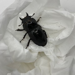 本土ヒラタクワガタ成虫ペアの画像