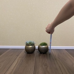フェイクグリーン　多肉植物（エケベリア
）、マリモセット　東京堂アコルデボウル付の画像