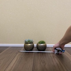 フェイクグリーン　多肉植物（エケベリア
）、マリモセット　東京堂アコルデボウル付の画像