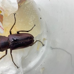 メタリフェルホソアカクワガタパープル♂単品　配送可能の画像