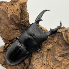 ツシマヒラタクワガタ　成虫ペアの画像