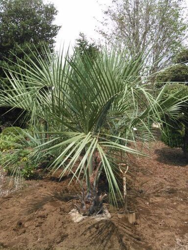 ココスヤシ幹経32センチ来春受付再開