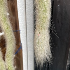 紐サボテン　ネコのしっぽ　開花株の画像