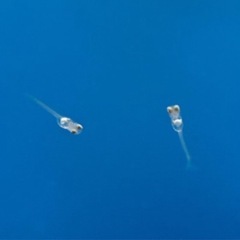 元気なメダカ針子【お譲りします！】の画像