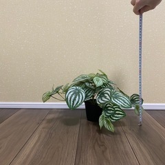 フェイクグリーン　ペペロミアの画像