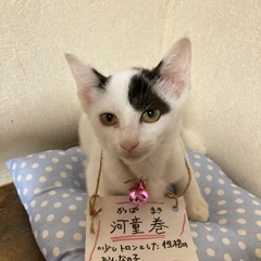 里親募集　
