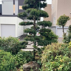 五葉松､庭木、庭石多数の画像