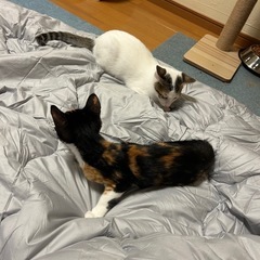 猫　メス　白？　