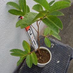 グアバ・ばんじろう（大玉）♯８の画像