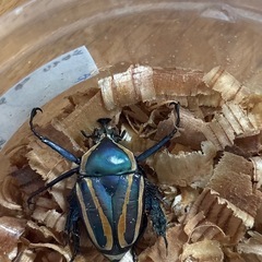 シロヘリミドリツノカナブン タンザニア産 ♂2×メス1トリオ(♂1頭不全)の画像