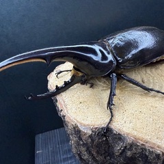 美形!! ヘラクレスオオカブト 新成虫♂140mm単品 こちらの血統は最後の出品!!の画像