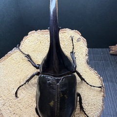 美形!! ヘラクレスオオカブト 新成虫♂140mm単品 こちらの血統は最後の出品!!の画像