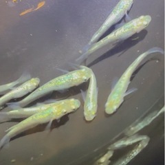 メダカ　
販売　　の画像