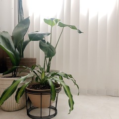 観葉植物　各1500円〜の画像