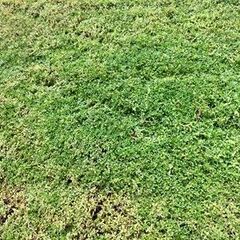 HAIGE エンジン式芝刈機 (手押し式 )「集草袋付き 」3.5馬力 刈幅46cm ■１年間のメーカー保証付きの画像