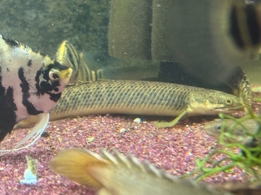 ポリプテルス2種類選択  格安！