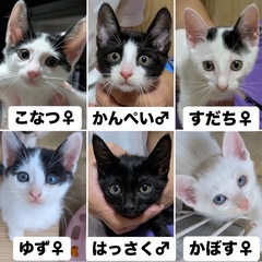 【9/22更新】⭕️沖縄で保護された子猫10匹⭕️初期医療済