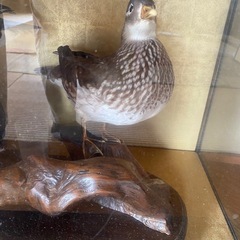 水鳥の剥製の画像