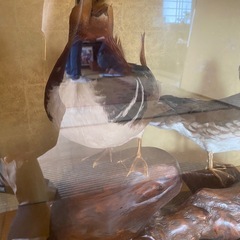 水鳥の剥製の画像