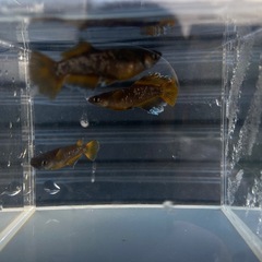 メダカ　ギャツビーブルーノ2nd 光体型ペア＋普通メスの画像