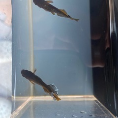 メダカ　ギャツビーブルーノ2nd 光体型ペア＋普通メスの画像