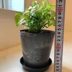ミニ観葉植物　シンゴニウムの画像