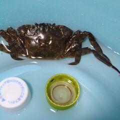 モクズガニ？ サワガニ？ 多分♀(メス)の画像