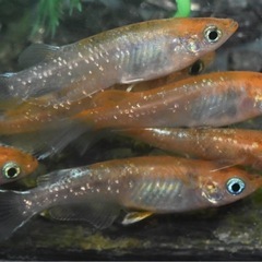 メダカ『陽炎』オス1メス2
の画像