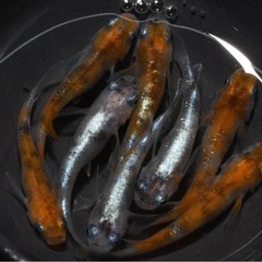 メダカ『陽炎』オス1メス2
の画像