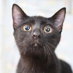 【くろと】元気いっぱい、黒猫男の子🐈‍⬛