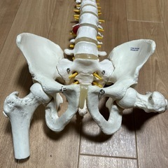 背骨、腰の骨模型の画像