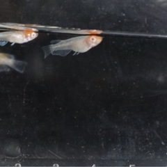 朱光菊メダカアルビノの画像