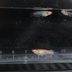 朱光菊メダカアルビノの画像
