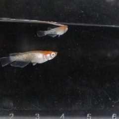 朱光菊メダカアルビノの画像