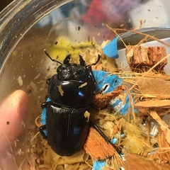 貴重なオオクワガタの成虫ペアの画像