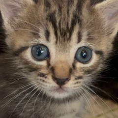 🆙し直し👍🏻【8/18生まれ🐱♂🐱♂🐱♀】獣医さんの真心が…