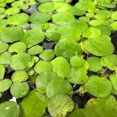 【無農薬・水草・浮草】アマゾンフロッグピット／メダカ・熱帯魚におすすめ！の画像