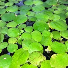 【無農薬・水草・浮草】アマゾンフロッグピット／メダカ・熱帯魚におすすめ！の画像