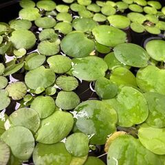 【無農薬・水草・浮草】アマゾンフロッグピット／メダカ・熱帯魚におすすめ！の画像
