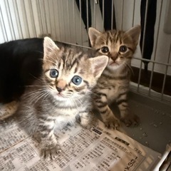 🆙直し👆🏻✨️【8月18日産まれ🐱🐱🐱】獣医さんの真心に救われた...