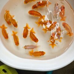 らんちゅう(中)🐟の画像
