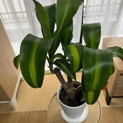 観葉植物幸福の木マッサンハロウィン飾り付き🎃の画像