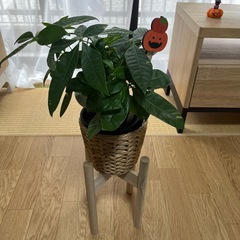 観葉植物パキラハロウィン🎃の画像