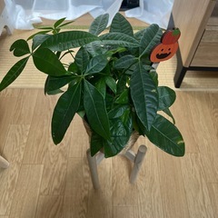 観葉植物パキラハロウィン🎃の画像