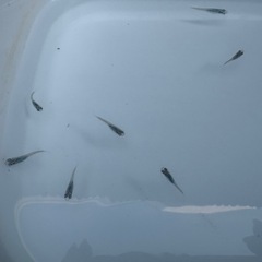 深海メダカ稚魚〜幼魚10匹の画像