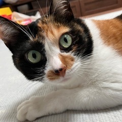 みーちゃんの里親様募集です‼️